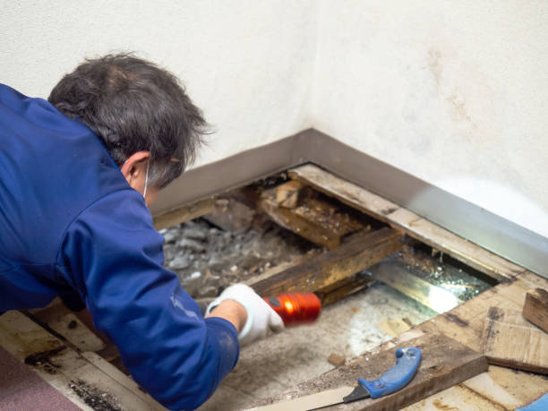 Best Toxic Mold Removal  in Pearland, TX