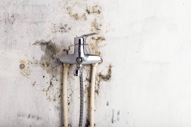Best Mold Removal Near Me  in Pearland, TX