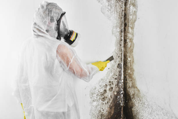 Best Mold Testing  in Pearland, TX