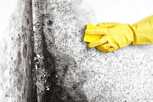 Best Certified Mold Removal  in Pearland, TX