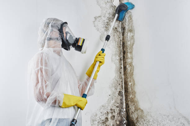 Best Fast Mold Removal  in Pearland, TX