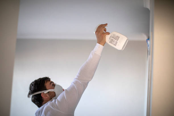 Best Black Mold Removal  in Pearland, TX