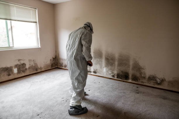 Best Mold Testing  in Pearland, TX