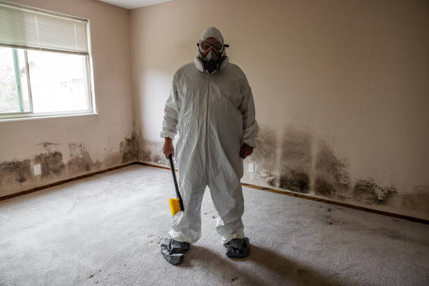 Home Mold Removal in Pearland, TX