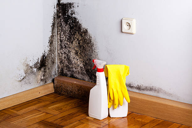 Best Office Mold Removal Services  in Pearland, TX
