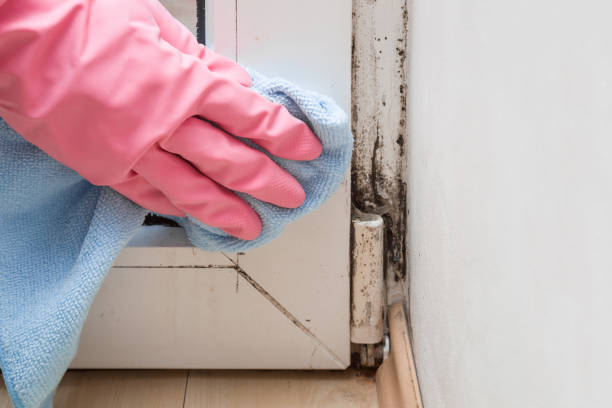 Best Home Mold Removal  in Pearland, TX
