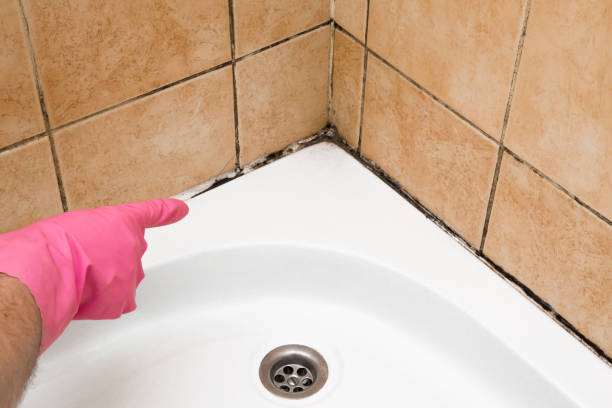 Best Mold Cleaning Services  in Pearland, TX